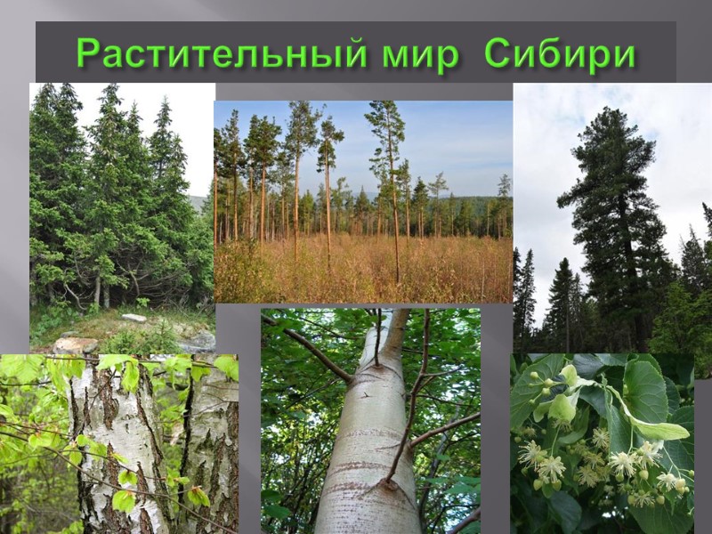 Растительный мир  Сибири